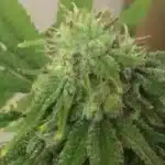 Close-up of a Blueberry Regular cannabis bud, glistening with resin and surrounded by vibrant green leaves