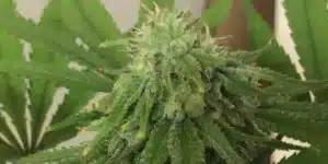 Close-up of a Blueberry Regular cannabis bud, glistening with resin and surrounded by vibrant green leaves