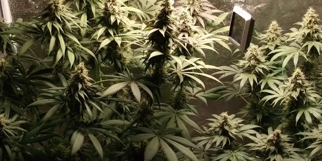 Indoor grow setup showcasing Bubba Kush Autoflower plants with dense, resinous buds and lush green foliage under grow lights