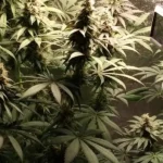 Indoor grow setup showcasing Bubba Kush Autoflower plants with dense, resinous buds and lush green foliage under grow lights