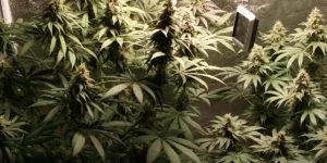 Indoor grow setup showcasing Bubba Kush Autoflower plants with dense, resinous buds and lush green foliage under grow lights