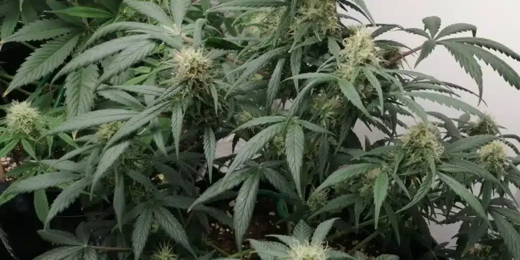 Vibrant Cali Dream cannabis plants with dense buds and rich green leaves in a thriving indoor grow environment