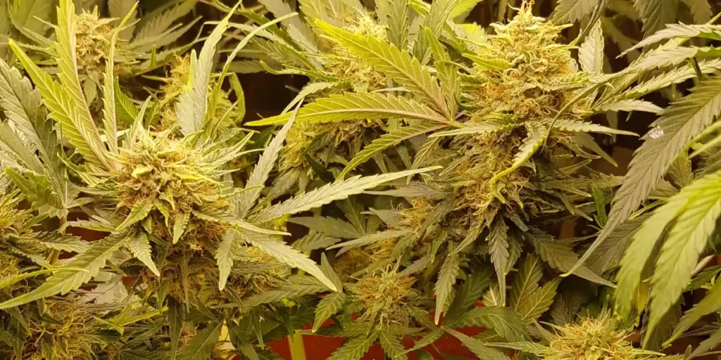 Close-up of vibrant Cheese CBD Auto plants under warm lighting, highlighting lush leaves and resinous buds during cultivation