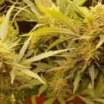 Close-up of vibrant Cheese CBD Auto plants under warm lighting, highlighting lush leaves and resinous buds during cultivation