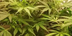 Lush Chocolope Candy Regular plants with vibrant green leaves, thriving in an indoor grow environment under optimal lighting.