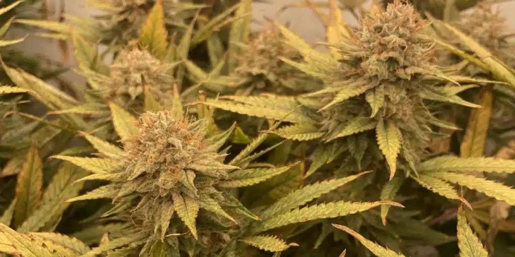 Dense, trichome-covered Cinderella 99 Autoflower buds surrounded by golden-green leaves in an indoor grow environment.