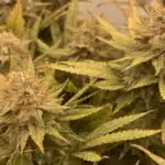 Dense, trichome-covered Cinderella 99 Autoflower buds surrounded by golden-green leaves in an indoor grow environment.