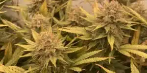 Dense, trichome-covered Cinderella 99 Autoflower buds surrounded by golden-green leaves in an indoor grow environment.