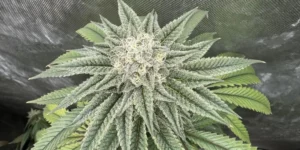 Close-up of a frosty Dolato cannabis bud with dense trichomes and vibrant green leaves under controlled indoor growth.