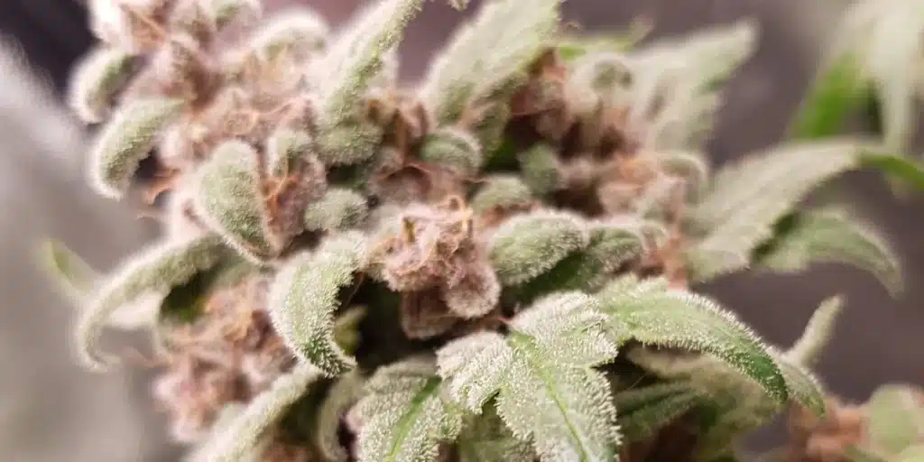 Close-up of Early Skunk FV strain buds covered in trichomes, showcasing dense structure and vibrant green tones