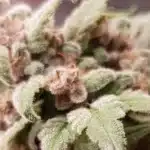 Close-up of Early Skunk FV strain buds covered in trichomes, showcasing dense structure and vibrant green tones