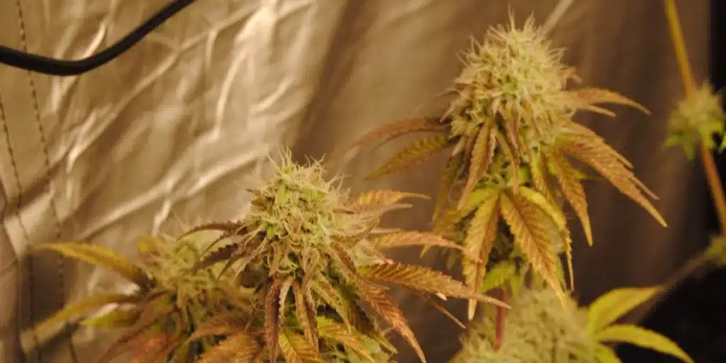 Close-up of GMO Cookies cannabis plants in an indoor grow tent, showcasing dense buds with amber trichomes and dark green leaves