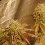 Close-up of GMO Cookies cannabis plants in an indoor grow tent, showcasing dense buds with amber trichomes and dark green leaves