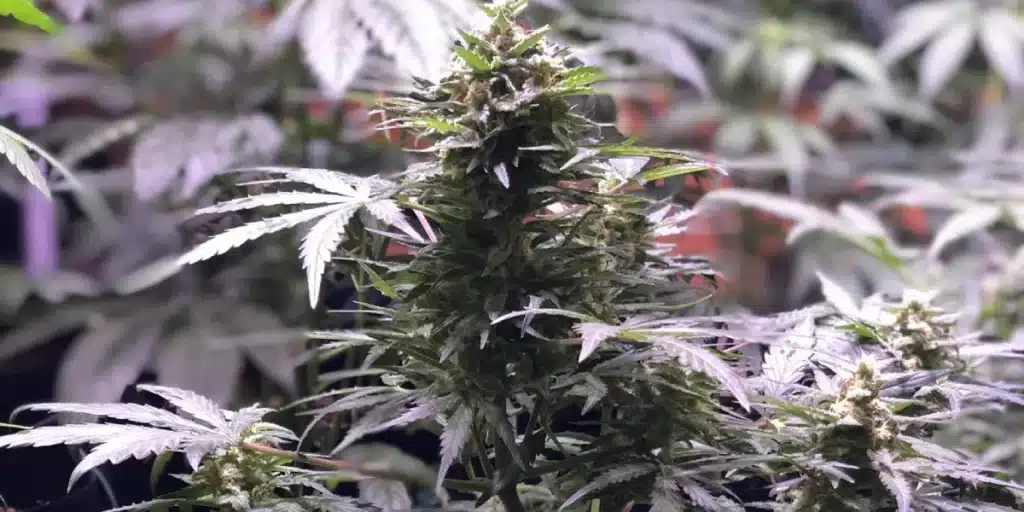 Close-up of GSC X Chemdog plant under indoor lighting, featuring dense foliage and developing buds