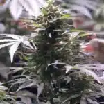 Close-up of GSC X Chemdog plant under indoor lighting, featuring dense foliage and developing buds