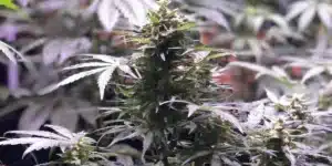 Close-up of GSC X Chemdog plant under indoor lighting, featuring dense foliage and developing buds