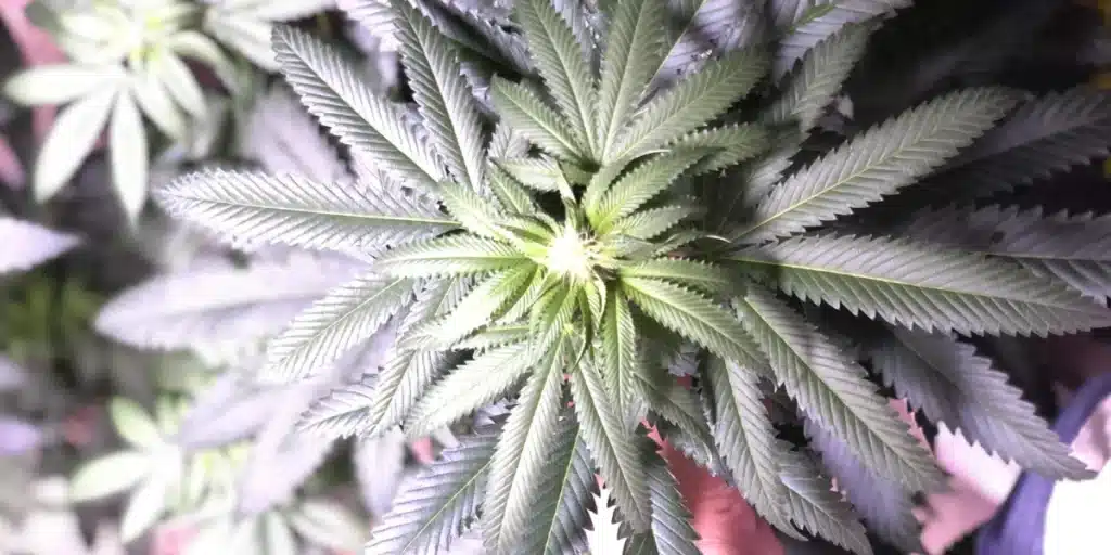 Top view of GSC X OG Kush Regular plant, highlighting symmetrical leaves and healthy green coloration under grow lights