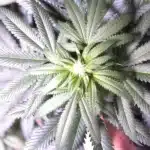 Top view of GSC X OG Kush Regular plant, highlighting symmetrical leaves and healthy green coloration under grow lights
