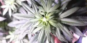 Top view of GSC X OG Kush Regular plant, highlighting symmetrical leaves and healthy green coloration under grow lights