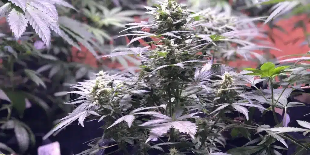 Close-up of a GSC x Sour Diesel cannabis plant with dense buds and light-colored leaves in an indoor grow room.