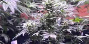 Close-up of a GSC x Sour Diesel cannabis plant with dense buds and light-colored leaves in an indoor grow room.