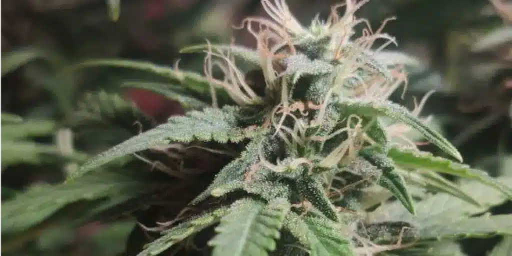 Close-up of Green Crack FV cannabis bud, covered in trichomes with vibrant orange pistils and lush green leaves