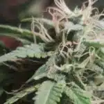 Close-up of Green Crack FV cannabis bud, covered in trichomes with vibrant orange pistils and lush green leaves