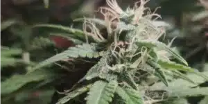 Close-up of Green Crack FV cannabis bud, covered in trichomes with vibrant orange pistils and lush green leaves