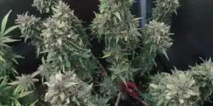 Grizzly Purple Autoflower plants with dense, resinous buds showcasing deep purple hues in a controlled indoor grow