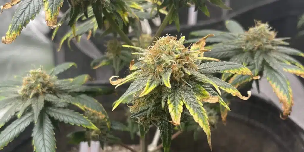 Close-up of Harlequin CBD cannabis buds, frosted with trichomes and surrounded by vibrant green and yellow-tipped leave