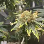 Close-up of Harlequin CBD cannabis buds, frosted with trichomes and surrounded by vibrant green and yellow-tipped leave