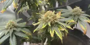 Close-up of Harlequin CBD cannabis buds, frosted with trichomes and surrounded by vibrant green and yellow-tipped leave