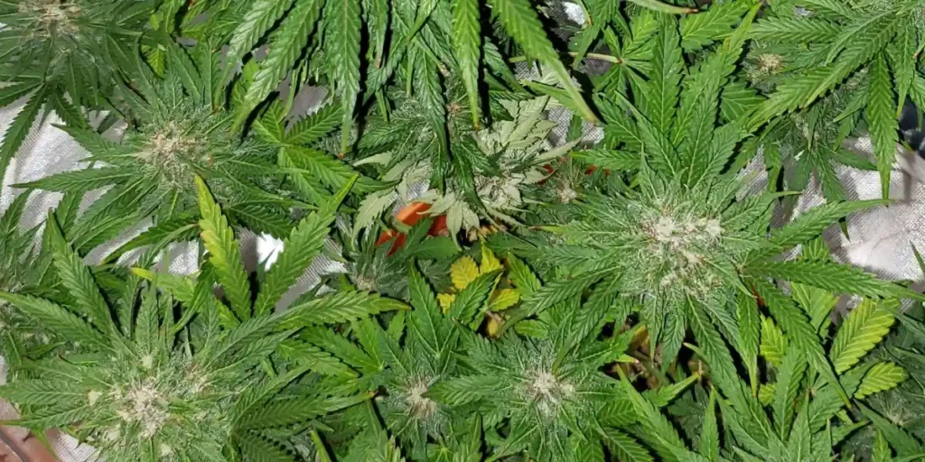 Overhead view of thriving Kush CBD Auto plants with vibrant green leaves and frosty buds in a well-lit grow space