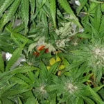 Overhead view of thriving Kush CBD Auto plants with vibrant green leaves and frosty buds in a well-lit grow space