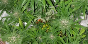 Overhead view of thriving Kush CBD Auto plants with vibrant green leaves and frosty buds in a well-lit grow space