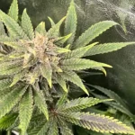 Close-up of Lemon Diesel strain bud with frosty trichomes and serrated leaves in an indoor cultivation setup