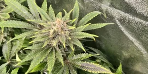Close-up of Lemon Diesel strain bud with frosty trichomes and serrated leaves in an indoor cultivation setup