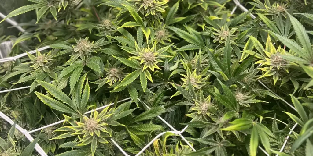 Lemon Diesel cannabis plants growing under trellis support, showing healthy bud development and lush green foliage