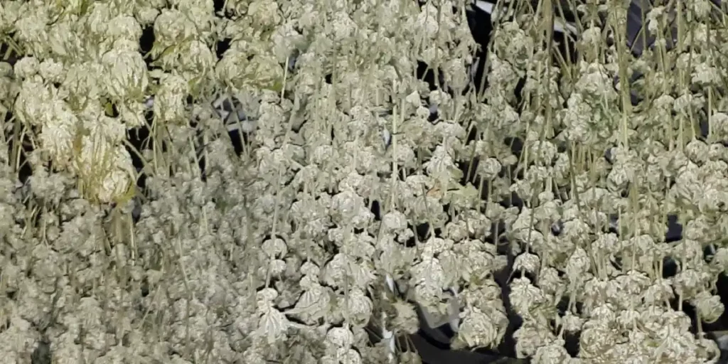 Drying Orange Skunk cannabis plants with dense buds, hanging upside down in a controlled drying environment