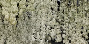 Drying Orange Skunk cannabis plants with dense buds, hanging upside down in a controlled drying environment