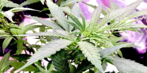 Healthy Super Green Crack cannabis plant with vibrant green leaves growing indoors under purple LED lighting