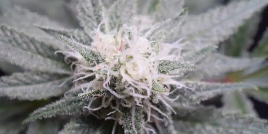 Close-up of a frosty Zenergy CBD cannabis bud, covered in trichomes and surrounded by vibrant sugar leaves