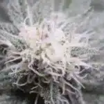 Close-up of a frosty Zenergy CBD cannabis bud, covered in trichomes and surrounded by vibrant sugar leaves