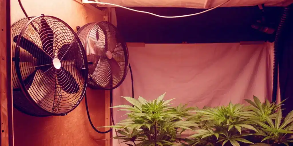 Indoor grow setup with cannabis plants under grow tent fans and soft lighting, ensuring optimal air circulation and plant health