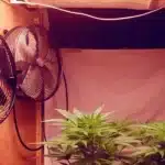 Indoor grow setup with cannabis plants under grow tent fans and soft lighting, ensuring optimal air circulation and plant health