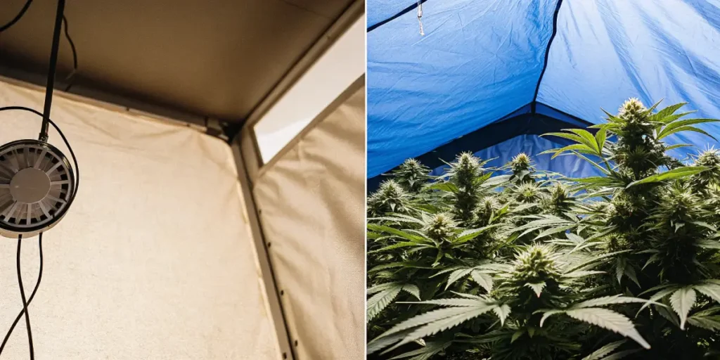 Hyper-realistic split-screen illustration comparing a grow tent interior with a fan (left), and cannabis plants under a blue tarp in an open environment (right).
