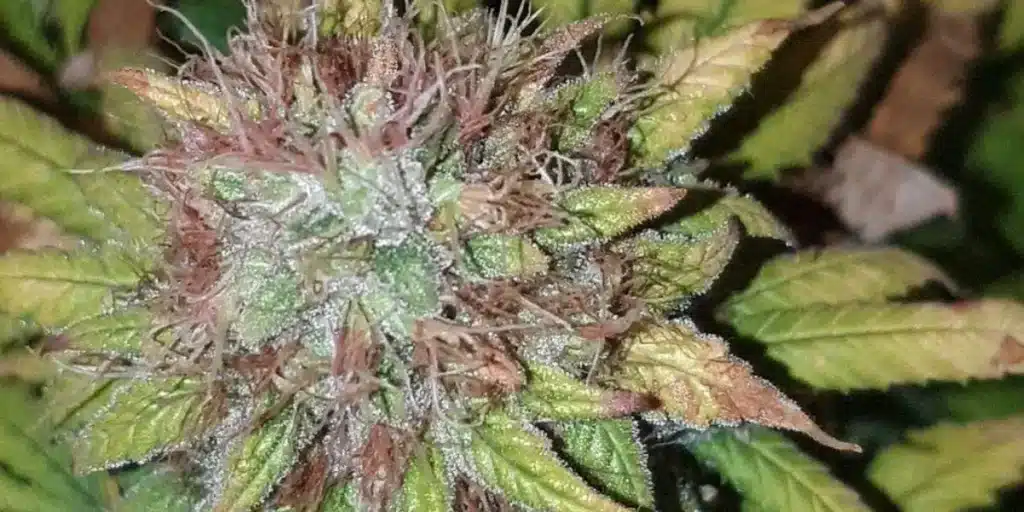 Close-up of Critical Sunset Autoflower bud with frosty trichomes, vibrant green and yellow hues, and reddish pistils.