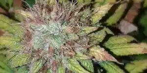 Close-up of Critical Sunset Autoflower bud with frosty trichomes, vibrant green and yellow hues, and reddish pistils.