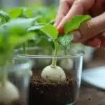 Hand placing cannabis clone in soil container: best methods for cannabis cloning.