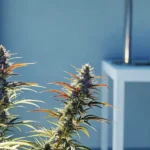 Hyper-realistic scene of two cannabis hybrid plants with colorful buds in a modern indoor setting.